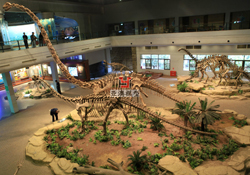 恐龙骨骼展示模型